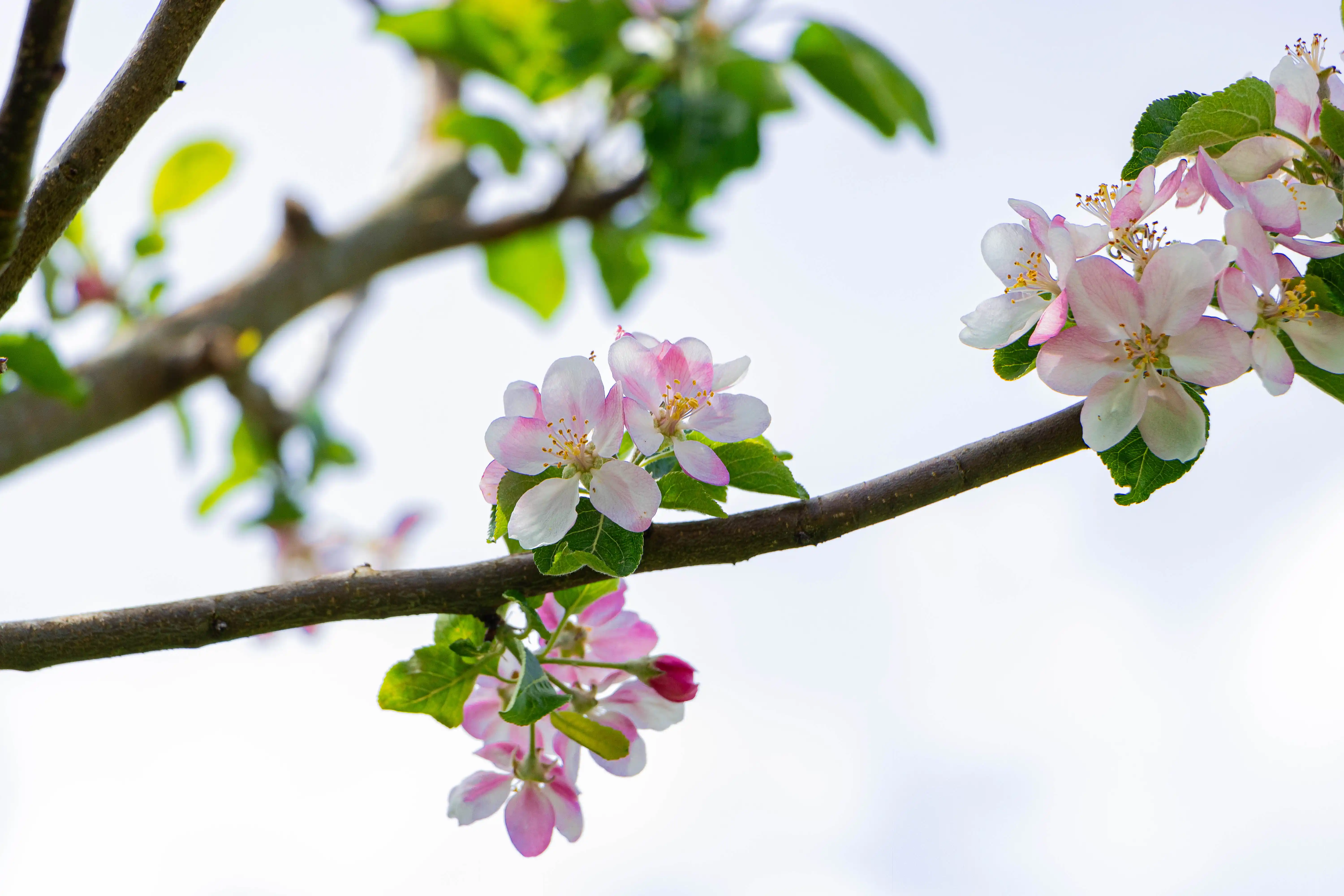 Naturfotografie: Blumen, die aus einem Baum wachsen