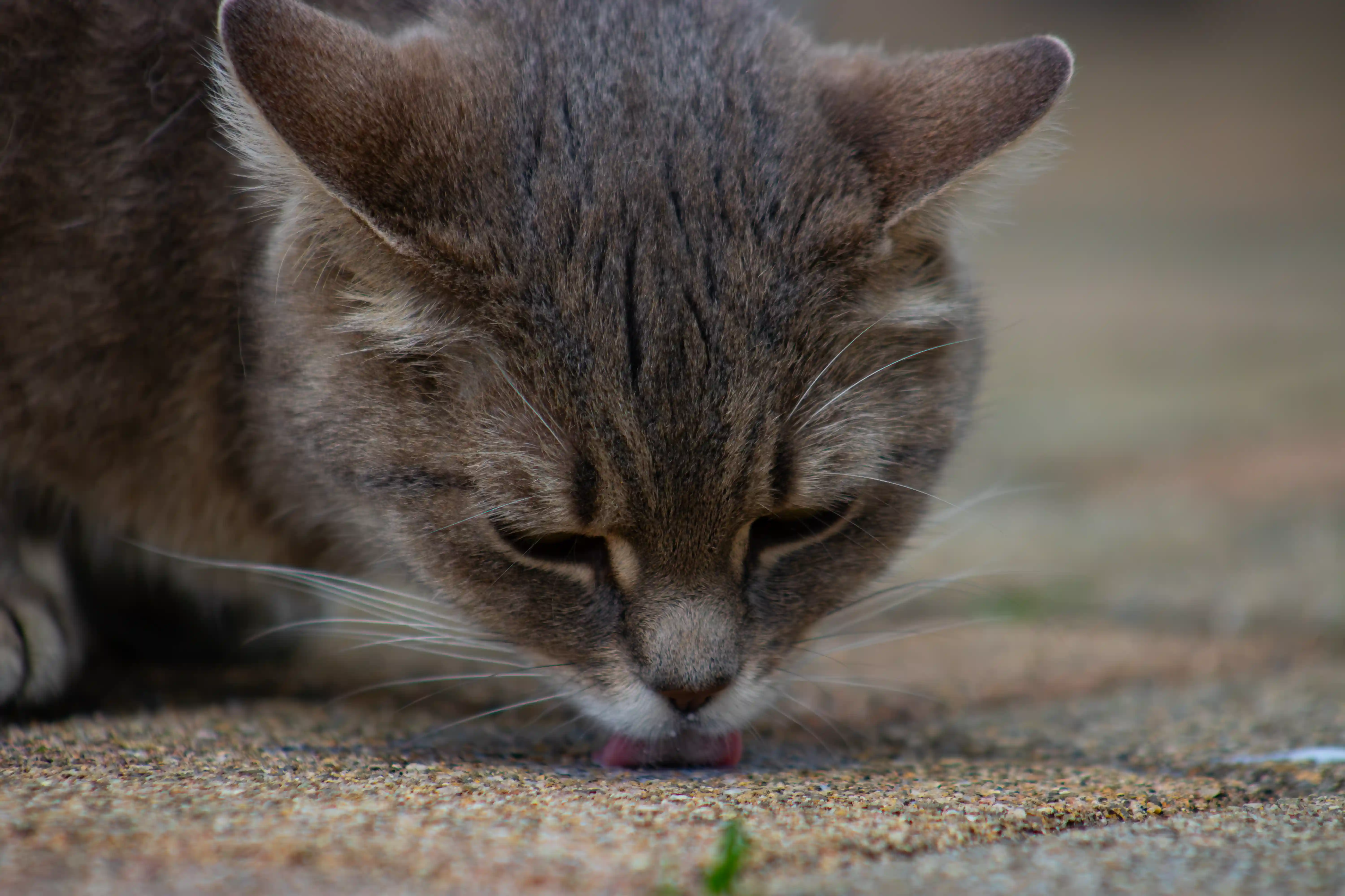 Tierfotografie: Katze leckt etwas vom Boden mit der Zunge