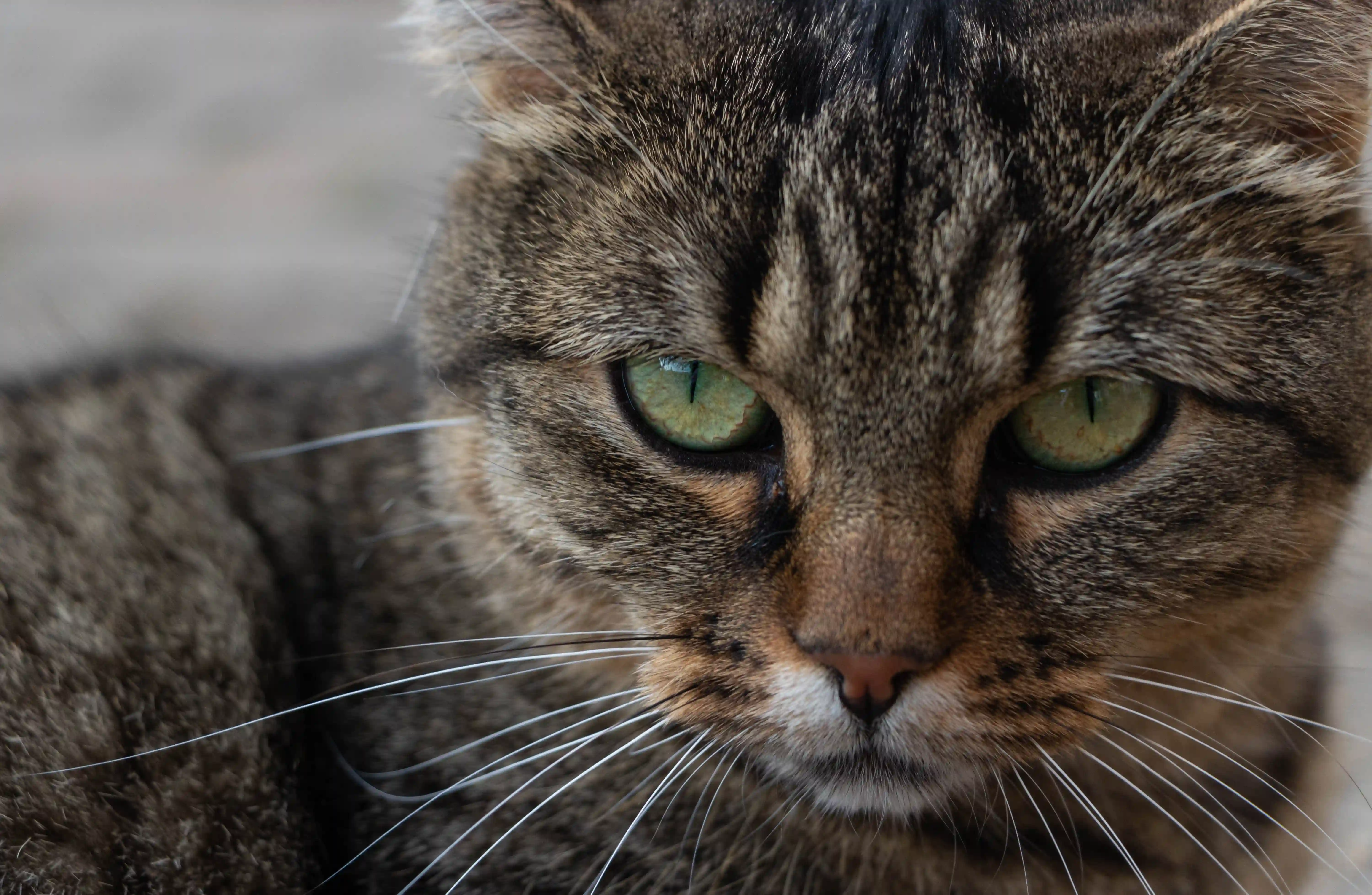 Tierfotografie: Katze, die gerade in die Kamera blickt.