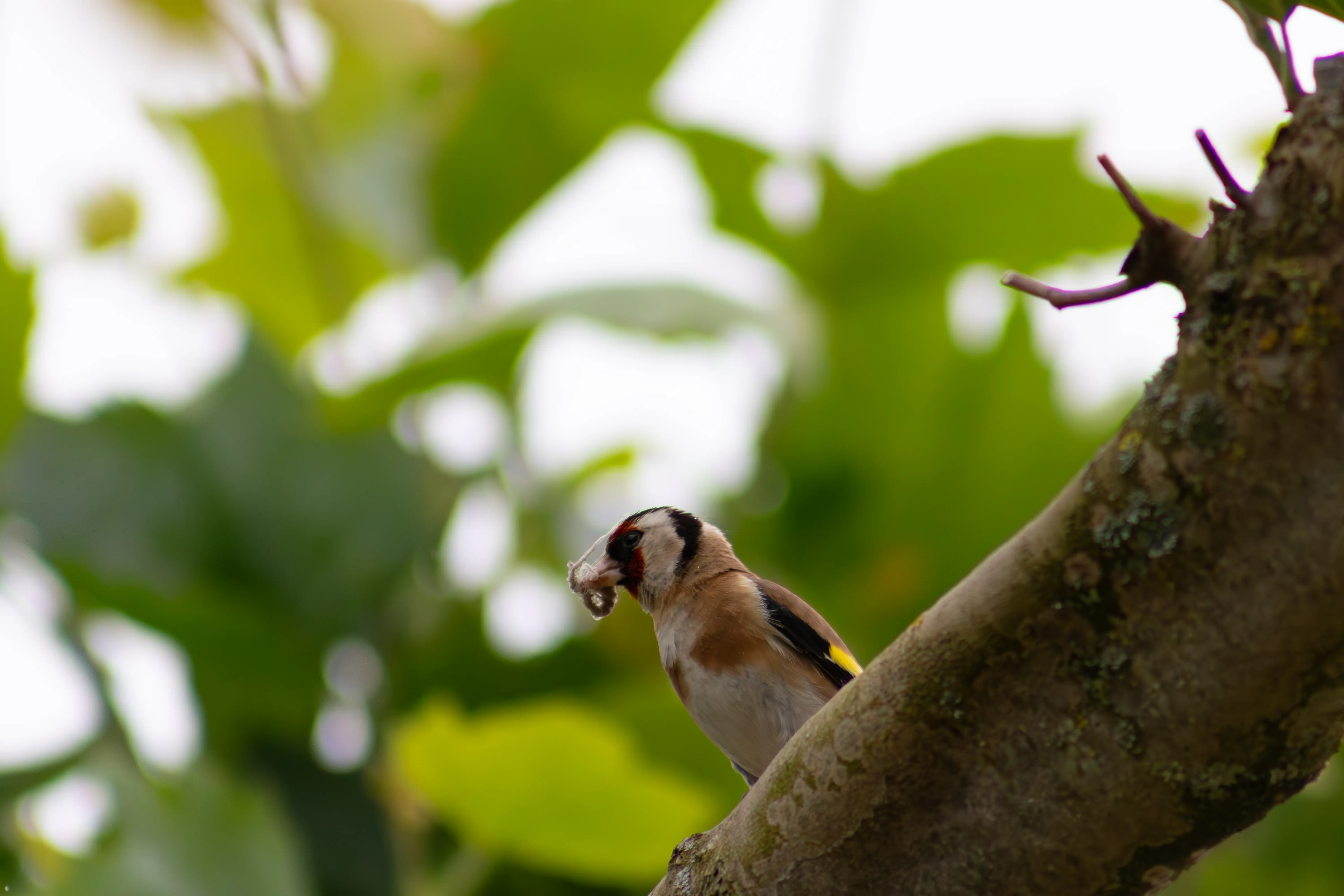 Tierfotografie: Vogel sitzt auf einem Ast in der Natur